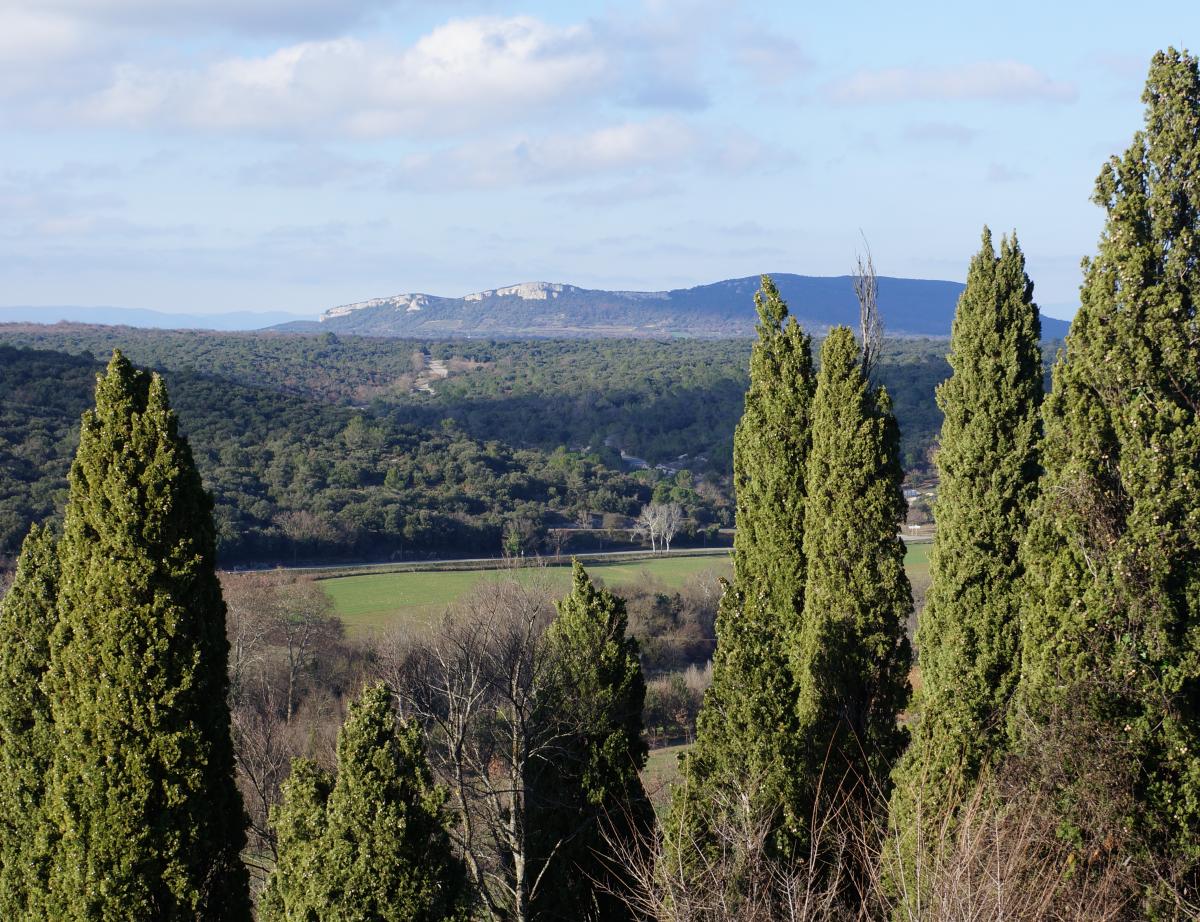 Crise de Tarascon : "Il faut se reconvertir vers le bois d'oeuvre et la chimie verte"
